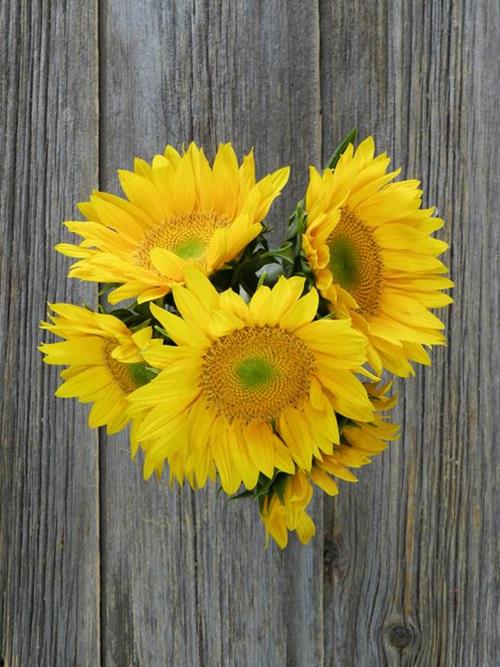  YELLOW SUNFLOWERS WITH GREEN CENTER
